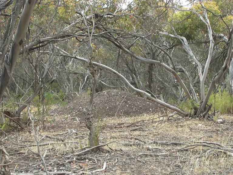 Malleefowl-mound
