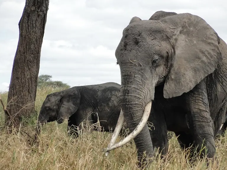 Elefanten-Tansania