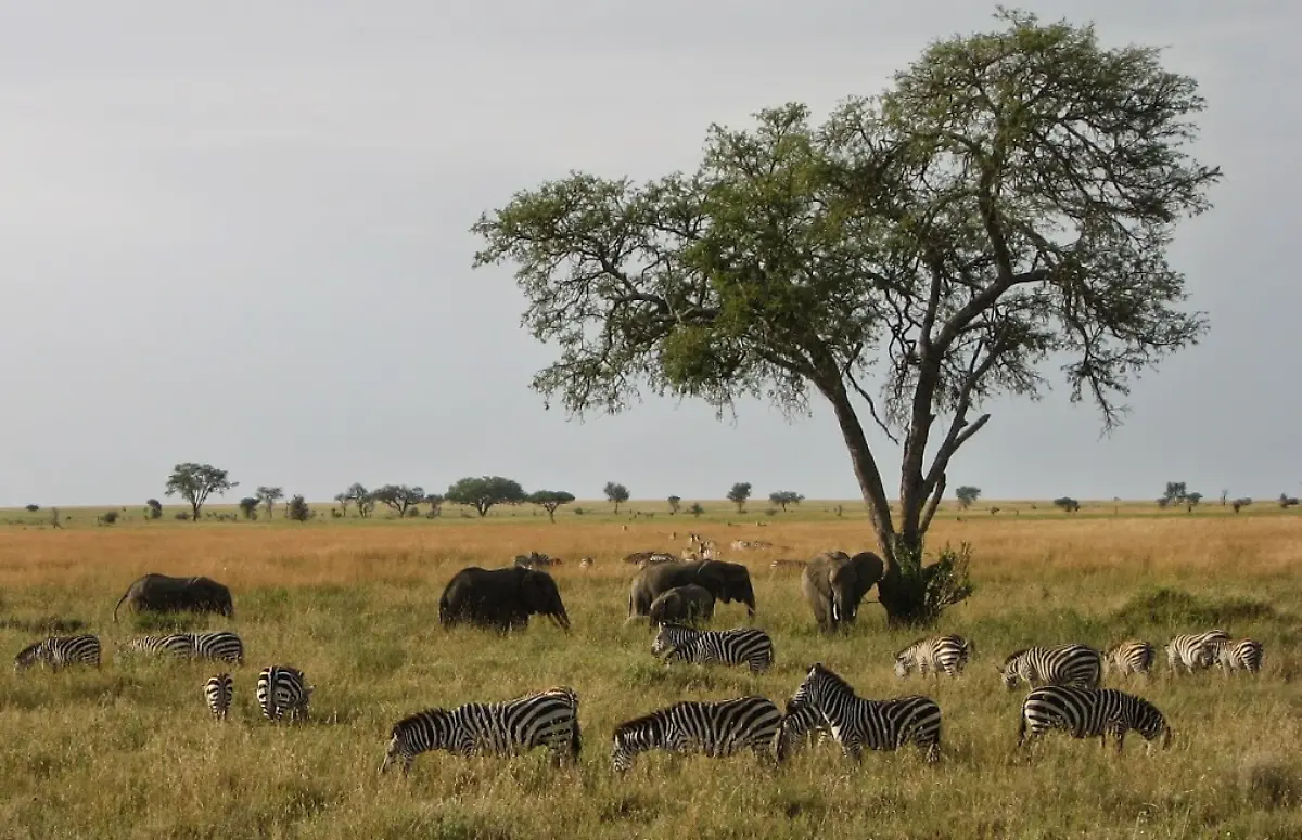 Elefanten-Zebras-Tansania
