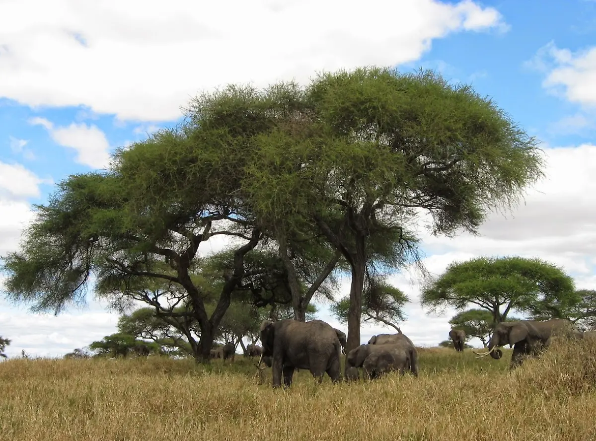 Elefanten-Tansania