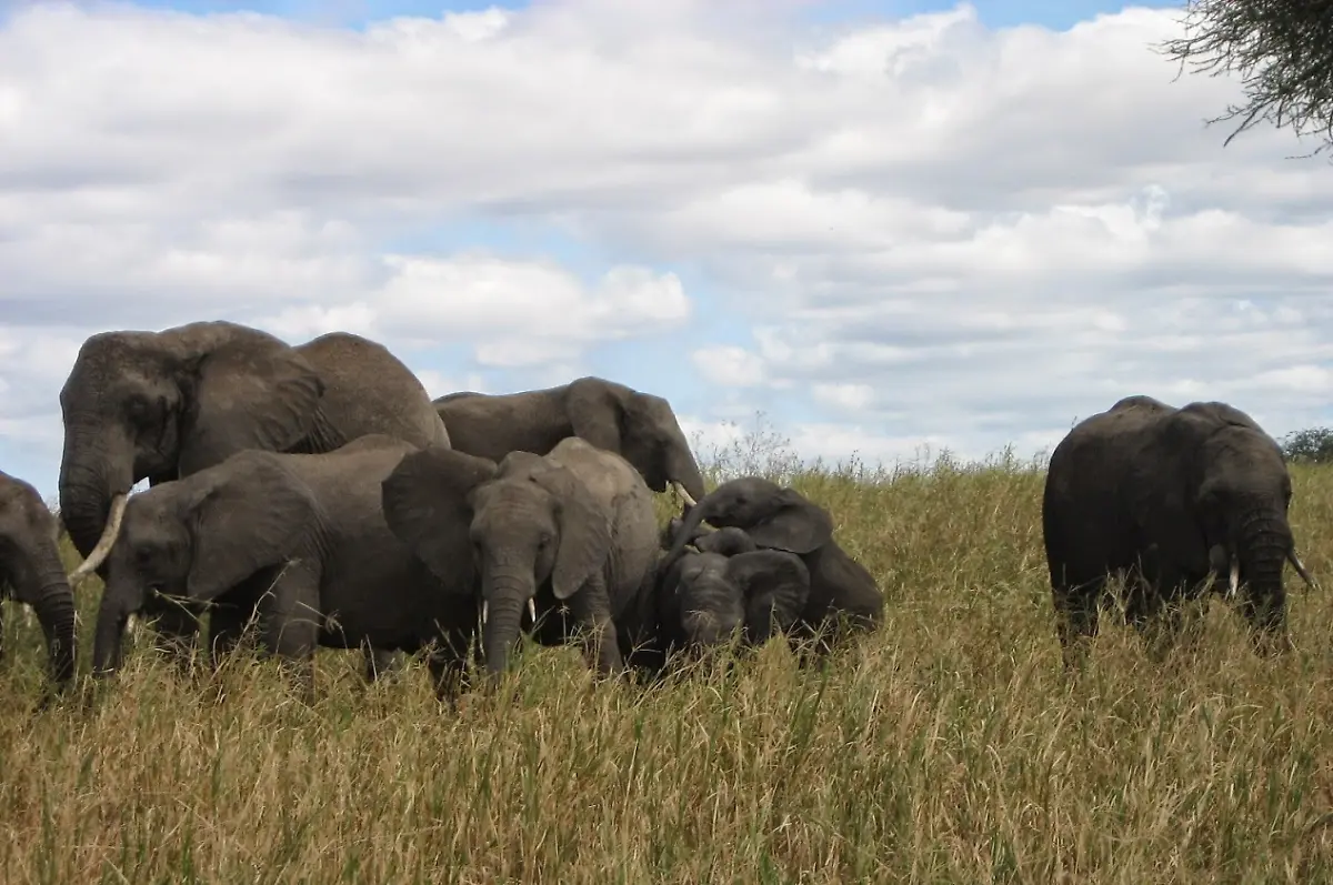 Elefanten-Tansania