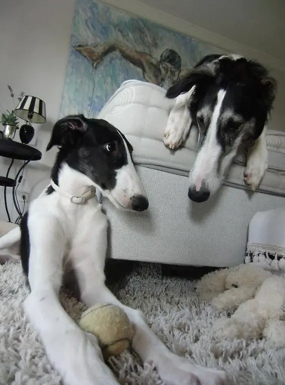 Guido-Maria-Kretschmer-Hunde