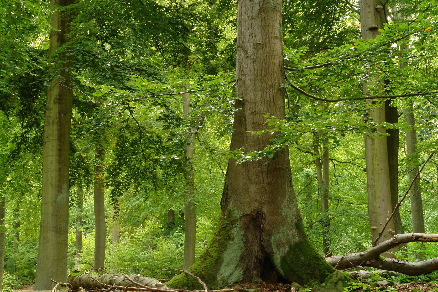 Der Buchenwald im nordhessischen Nationalpark Kellerwald-Edersee ist eins der jüngsten "deutschen Kinder" auf der Liste des Kultur- und Naturerbes der UNESCO. Es wurde mit vier anderen deutschen Buchenwäldern am 25. Juni 2011 aufgenommen. Damit steht das Gebiet nun unter besonderem Schutz, ebenso ...