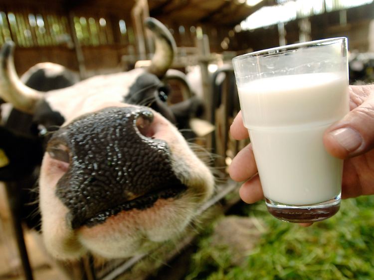 Laktose ist nicht nur in Kuhmilch enthalten. Wer nur Kuhmilch nicht verträgt, hat möglicherweise eine Kuhmilch-Allergie, aber keine Laktoseintoleranz.