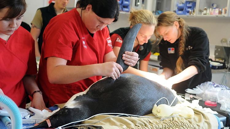 Der Pinguin bekommt professionelle Hilfe.