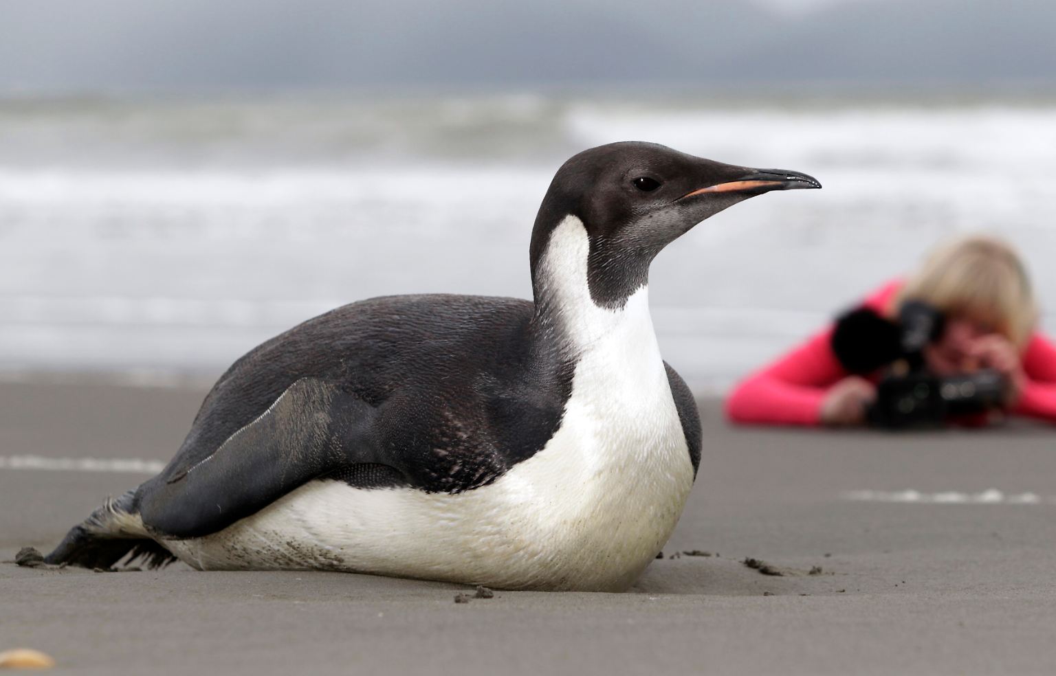 Diese Geschichte rührt Tierfreunde auf der ganzen Welt: Ein Kaiserpinguin verirrt sich an die Küste Neuseelands - 3000 Kilometer von seiner Heimat entfernt.