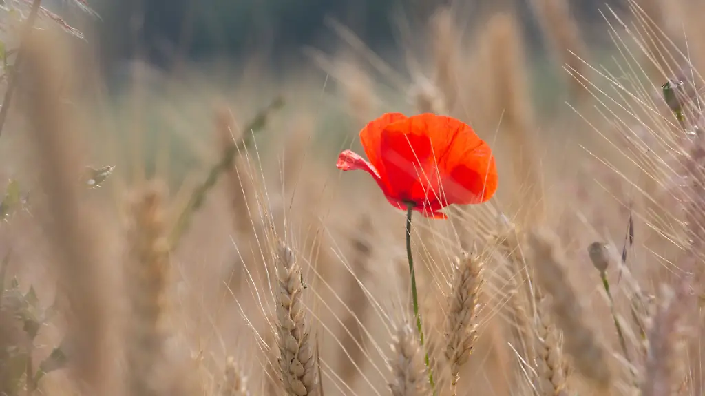 3j9q0356-jpg1764908599364061787