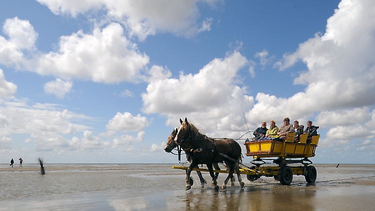 Ein Pferdewagen kommt bei Niedrigwasser von einem Ausflug zur Nordseeinsel Neuwerk im Nationalpark Hamburgisches Wattenmeer zurück.