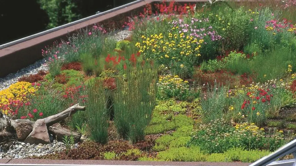 Auch-gestalterische-Vorteile-hat-eine-Dachbegruenung-Dieses-Haus-passt-perfekt-in-seine-Umgebung