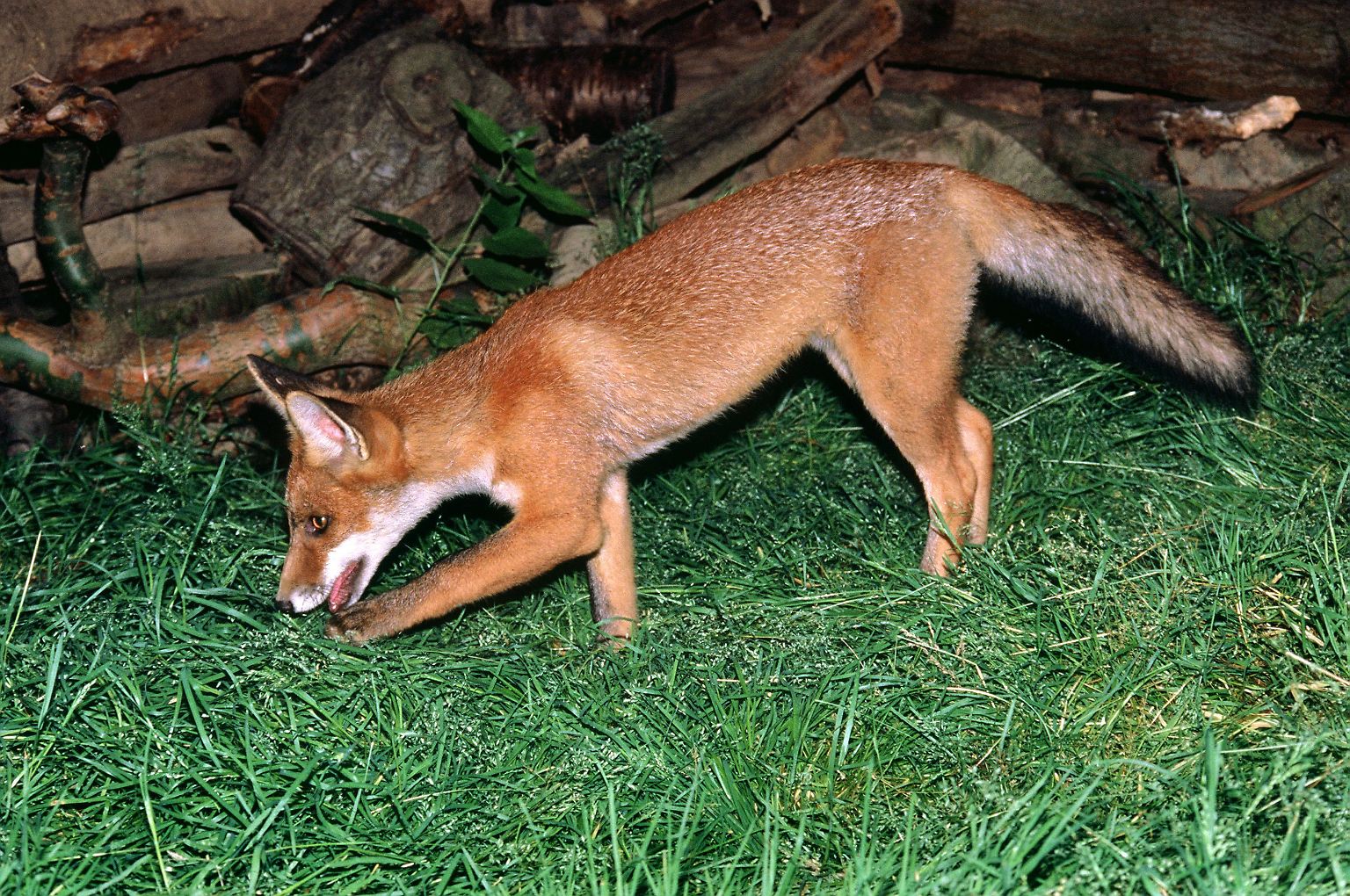 Füchse sind keinesfalls mehr nur in der Abenddämmerung und mit etwas Glück bei einem langen Waldspaziergang anzutreffen.