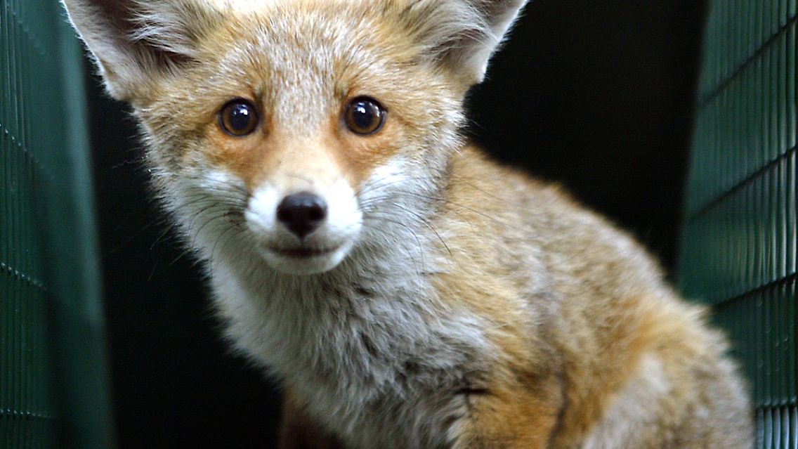 in Mitteleuropa überträgt auch der Rotfuchs die Tollwut.