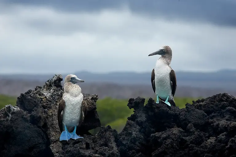 3iit0641-jpg7049228257575339800