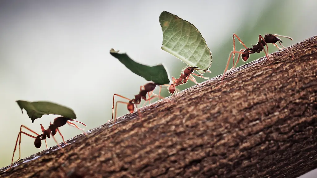 3ied1253-jpg5692828059151719322