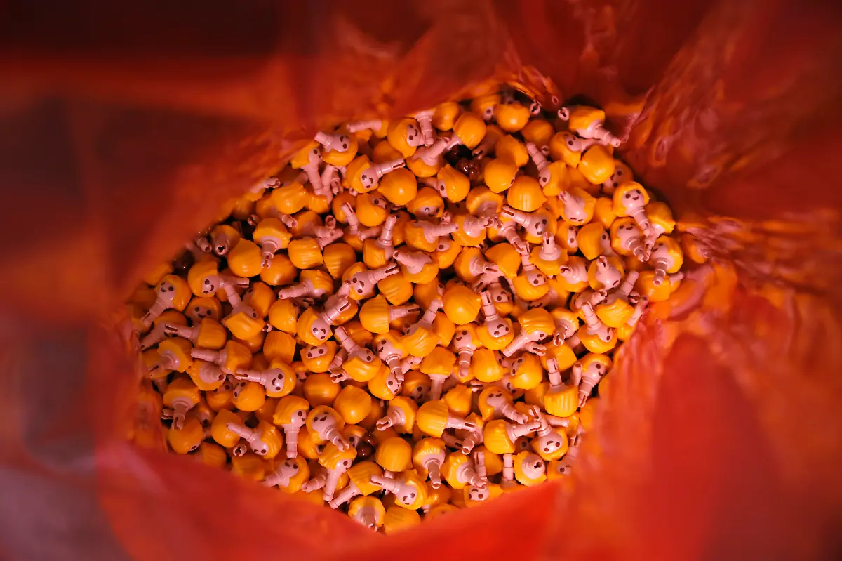 Discarded-heads-of-Playmobil-figures-are-seen-in-a-plastic-bag-near-an-assembly-machine