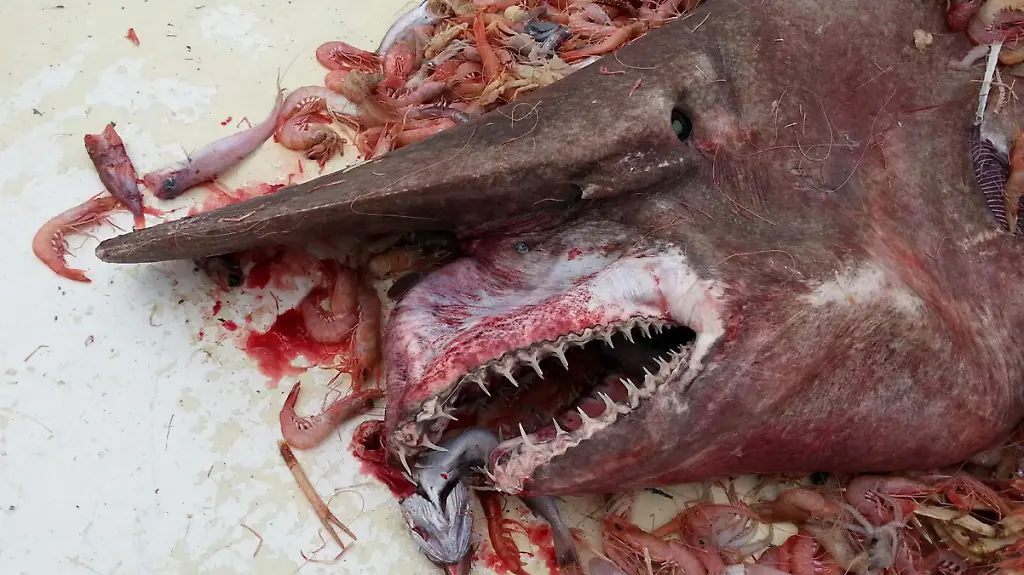 3idt3705-jpg5158727218456777467