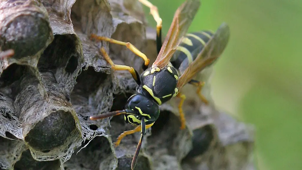 3idn2525-jpg5279319959751896030