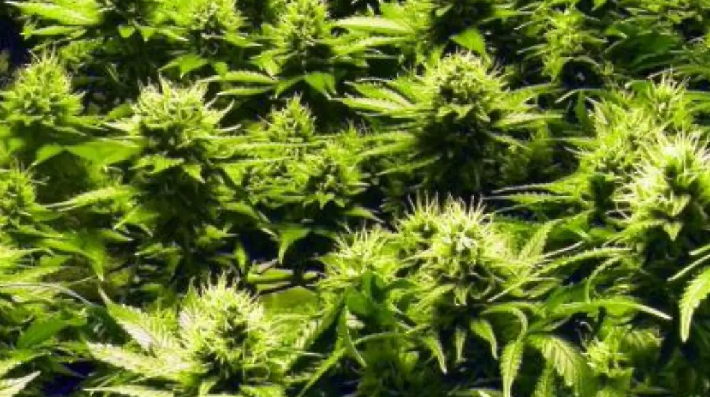 Schoen-vorsichtig-bloss-nichts-verschwenden-Auf-den-neuen-Cannabis-Touren-in-Colorado-lernen-Laien-Kiffer-von-den-Profis