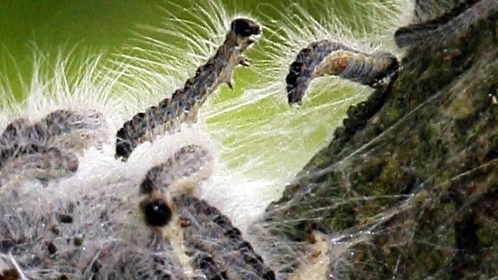 Aus-der-Luft-und-vom-Boden-aus-soll-dem-allergieausloesenden-Eichenprozessionsspinner-in-Hessen-auch-in-diesem-Jahr-zuleibe-gerueckt-werden