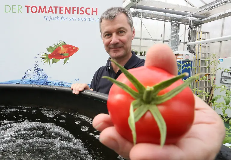 tomatenfisch