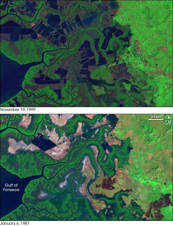 ShrimpFarming-Honduras-L7-1987-99-nasa
