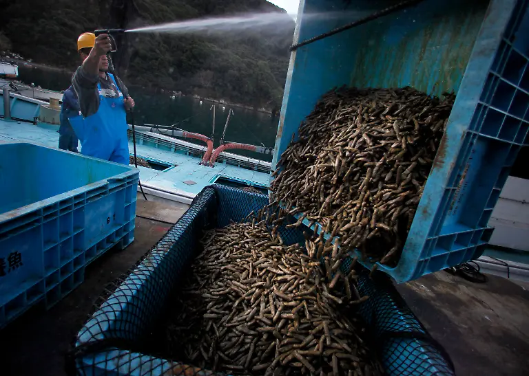 Thunfischfarm-Japan-Futter
