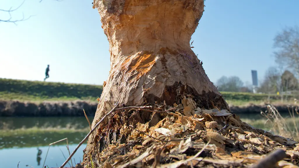 3i8d5010-jpg3779418901981455342