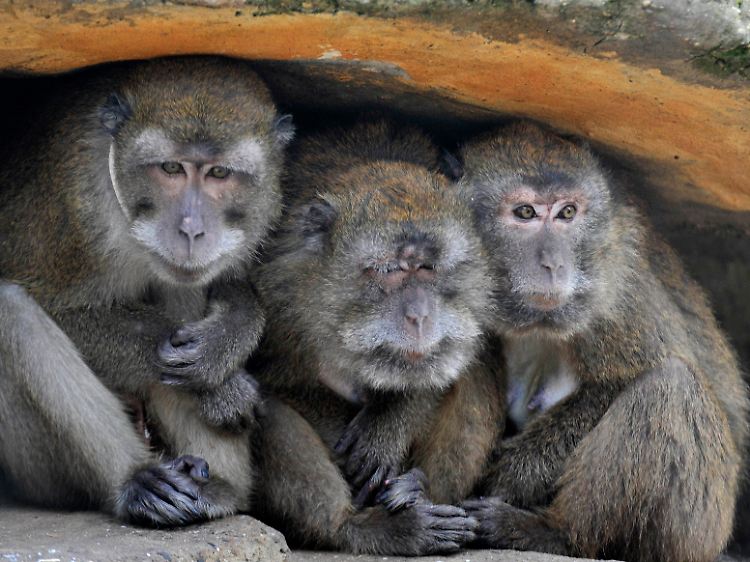 Drei Javaneraffen im Zoo von Basel.