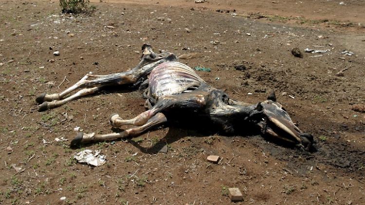 Sterben die Tiere, fehlen vielen Bauern der Region die Lebensgrundlagen.