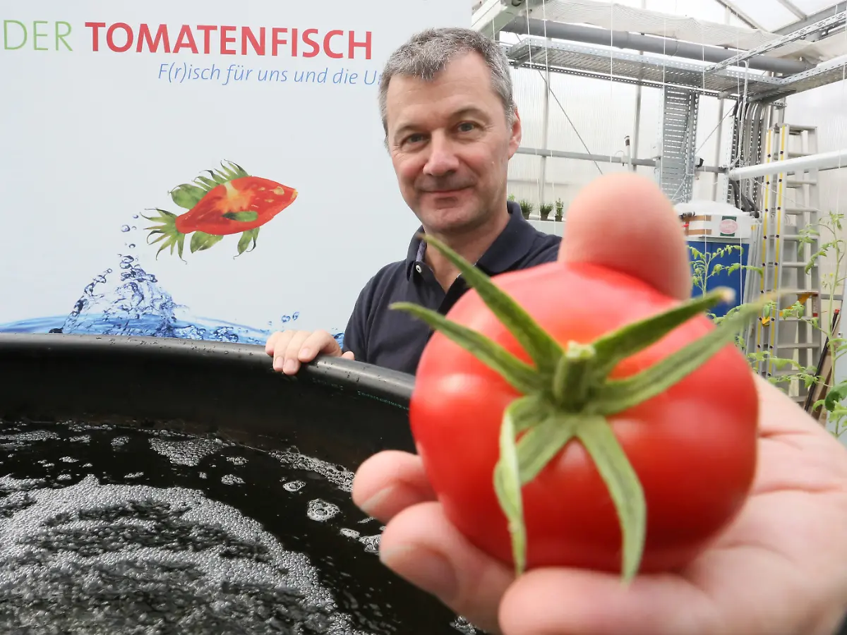 Cleverer Kampf gegen den Hunger: "Tomatenfisch" soll die Welt ernhren -  ntv.de