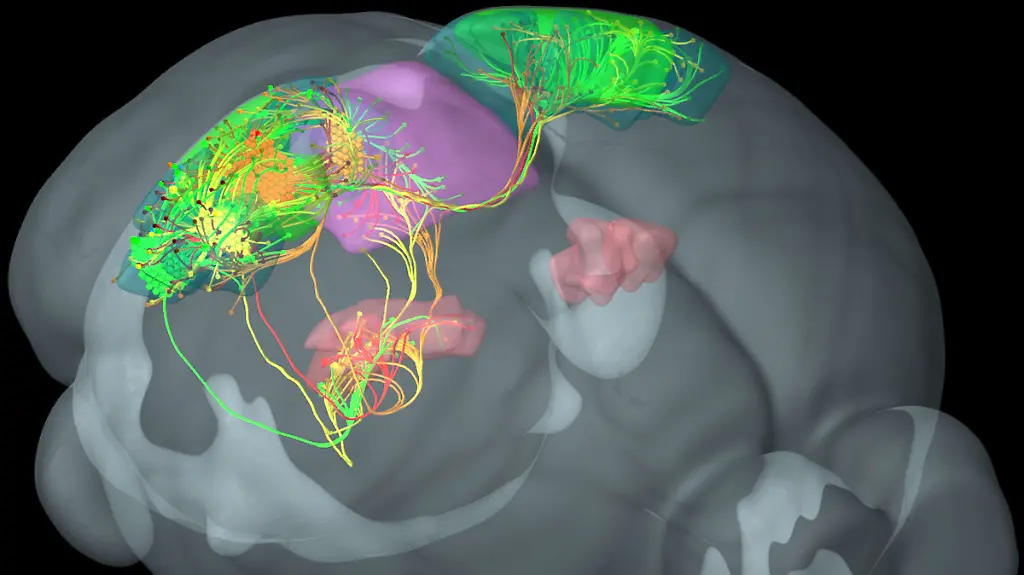 Achtung-Veroeffentlichung-nur-redaktionell-bei-Nennung-der-Quelle-Allen-Institute-for-Brain-Science-zu-dpa-Forscher-erstellen-Karten-zur-Entwicklung-und-Verdrahtung-des-Gehirns