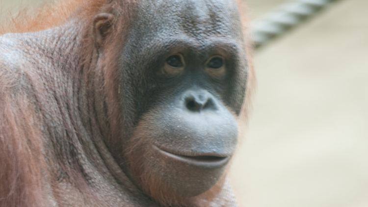 Orang-Utans verfügen vermutlich über ein Zufriedenheits-Gen, das sie älter werden lässt.