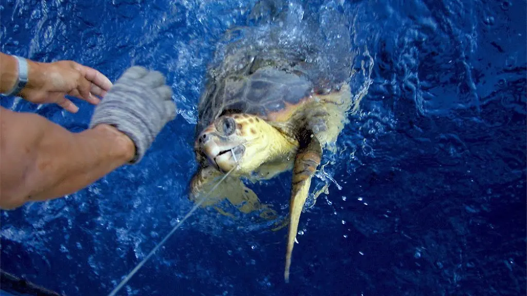 3hgc2243-jpg6734716398523635438