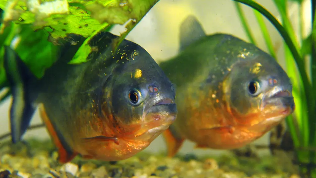 rote-piranhas