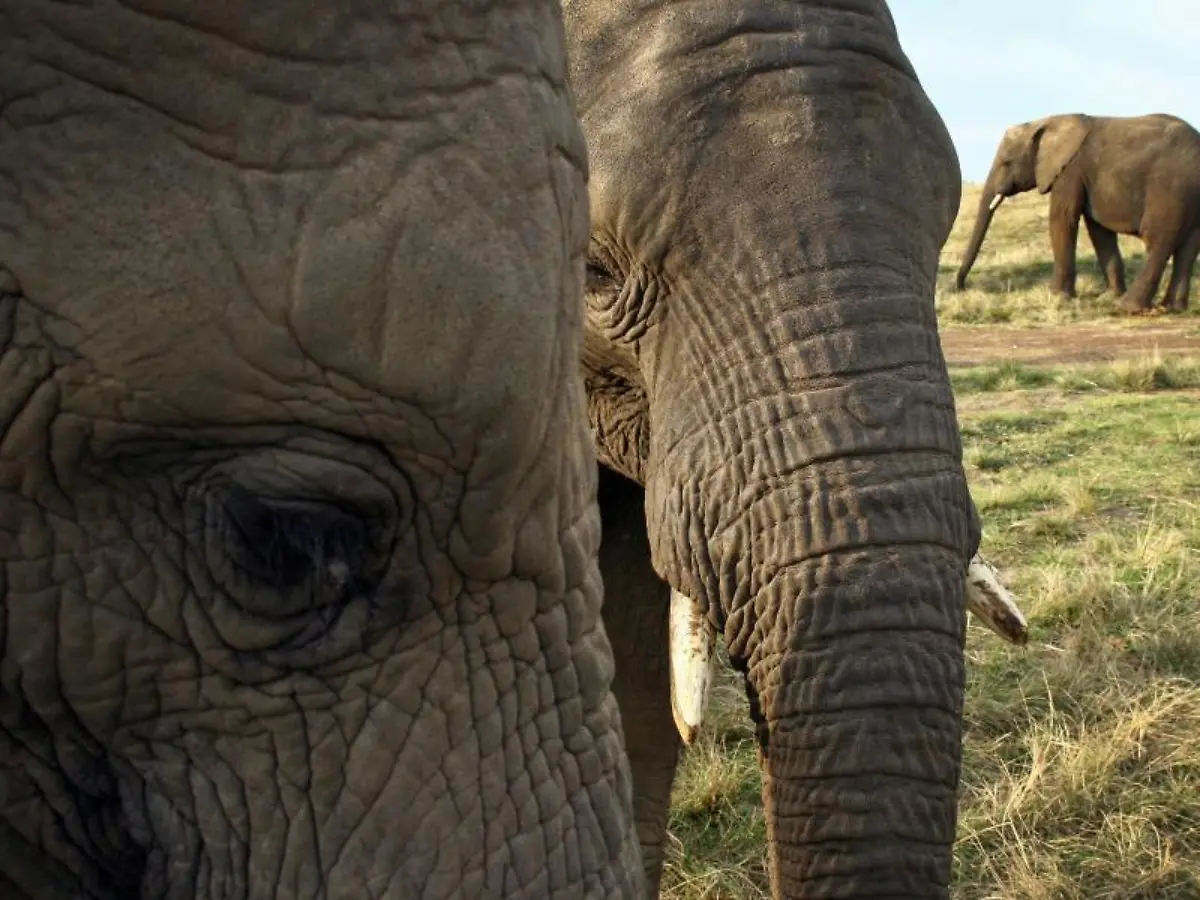 Elefanten-koennen-das-Geschlecht-das-Alter-und-sogar-die-Ethnie-eines-Menschen-nur-anhand-ihrer-Stimme-erkennen