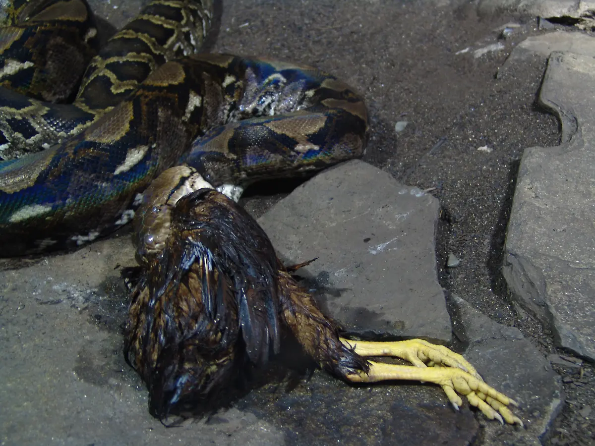 Reticulated-Python-04