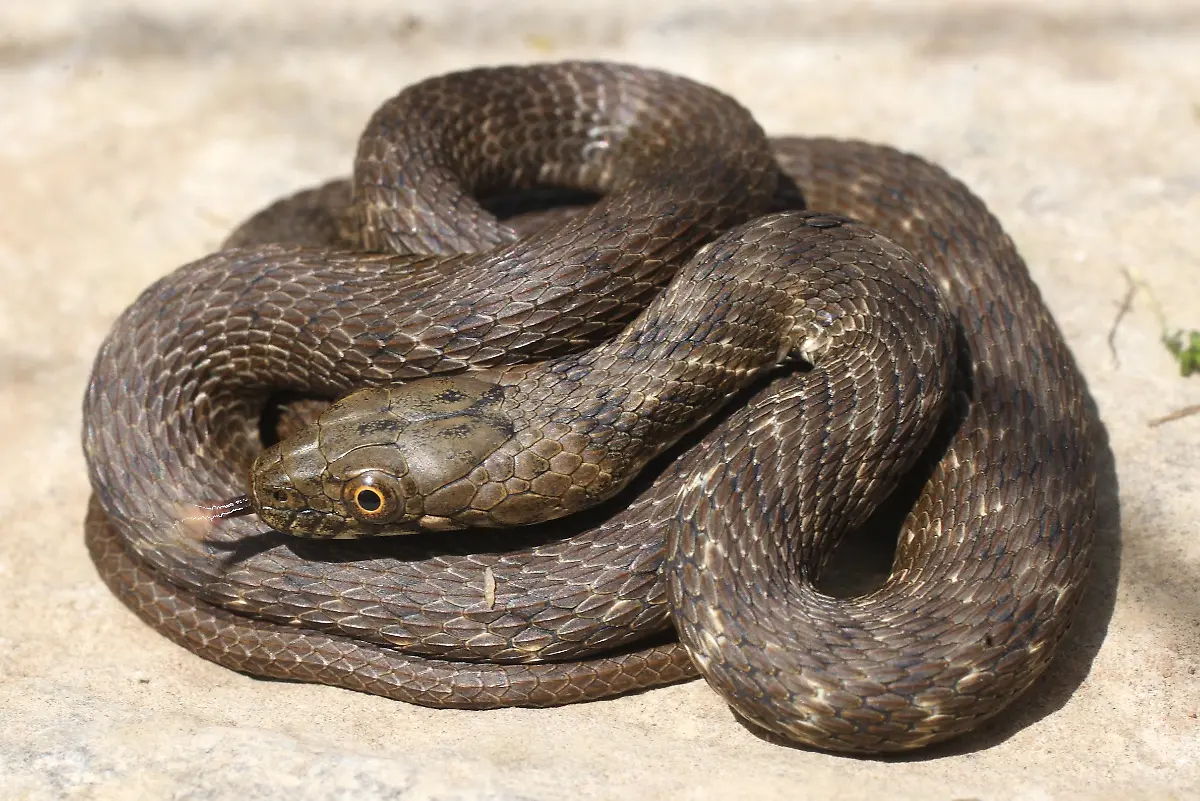 Wuerfelnatter-Deutschland