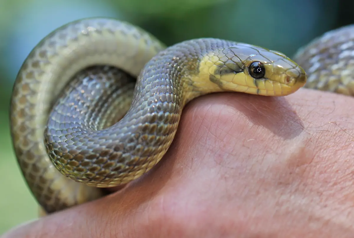 aeskulapnatter-deutschland