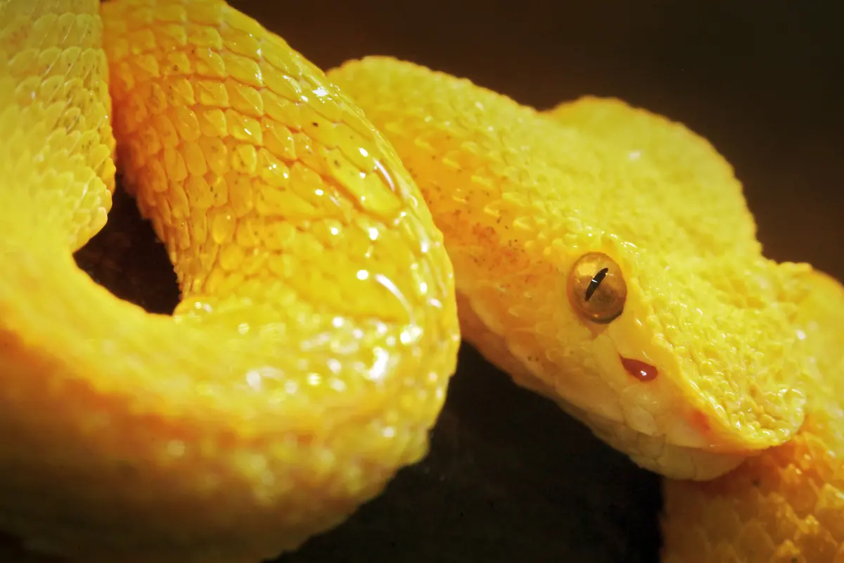 greifschwanz-lanzenotter