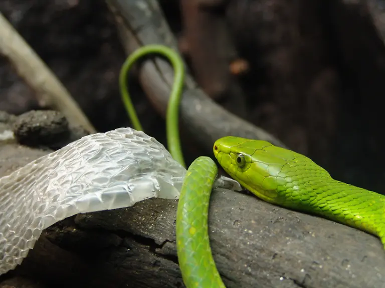 Eastern-Green-Mamba-Haut