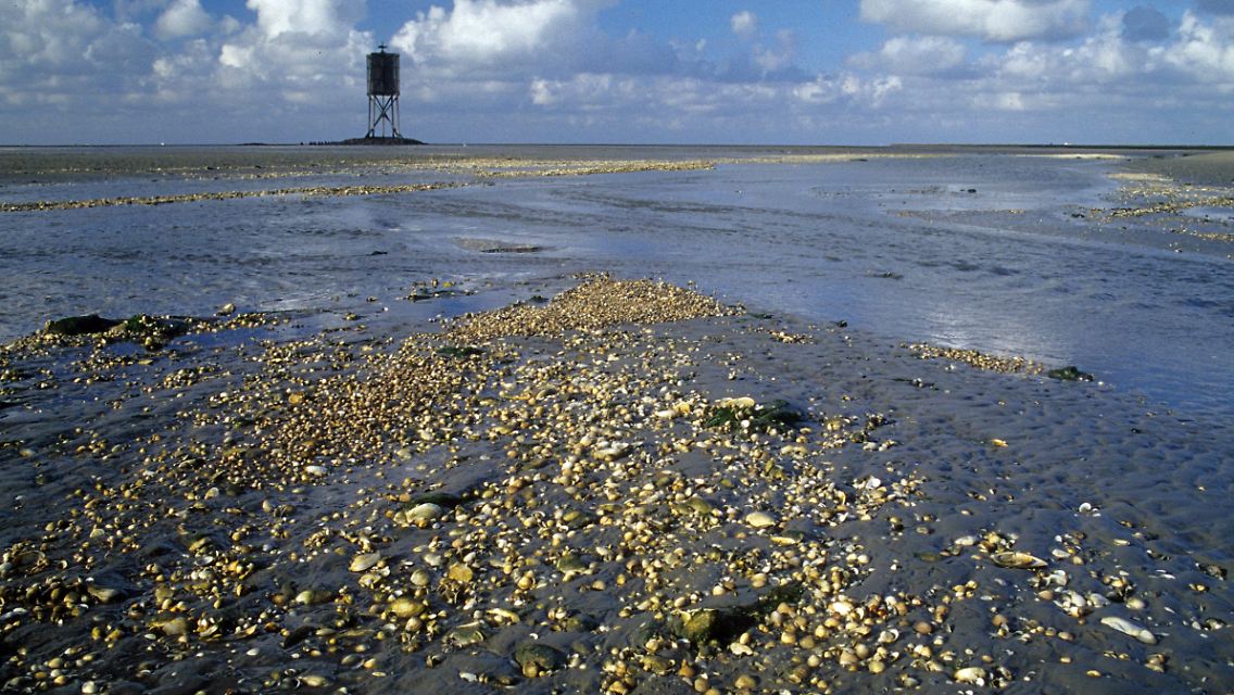 Im Nationalpark Hamburgisches Wattenmeer werden nach der Ernennung zum Weltnaturerbe deutlich mehr Besucher erwartet.