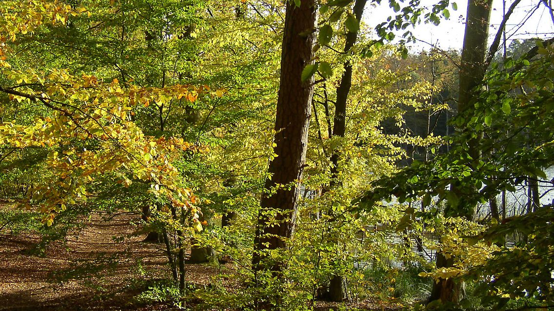 Im Serrahner Buchenwald im Müritz-Nationalpark sollen künftig mehrsprachige Schilder anzeigen, wo das Welterbegebiet beginnt.