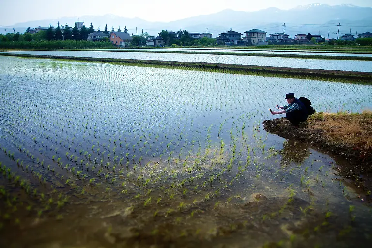 Verstrahltes-Reisfeld