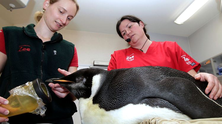 Es wird noch dauern, bis der Kaiserpinguin wieder Kräfte gesammelt hat.