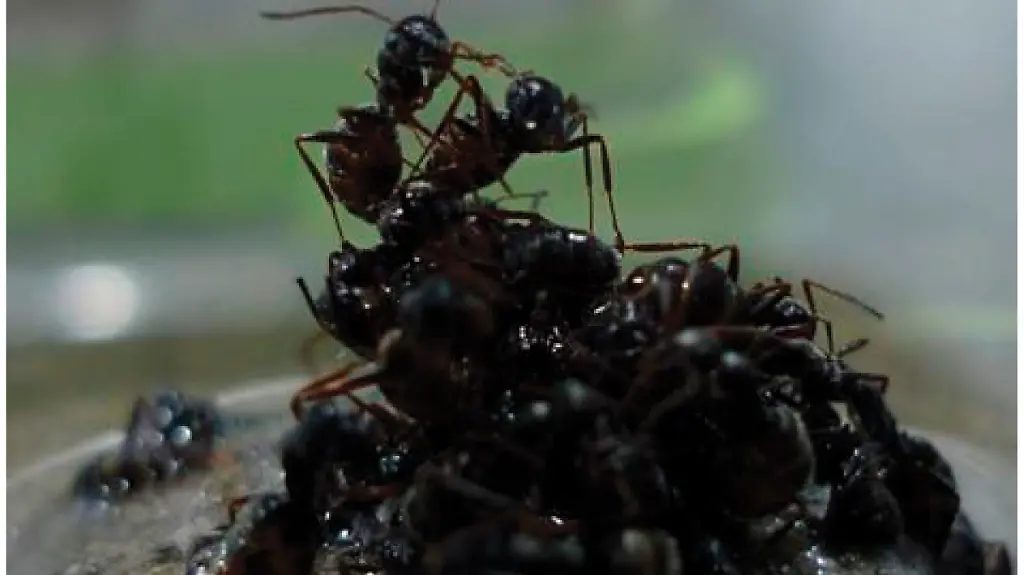 Die-Koenigin-bekommt-beim-Flossbau-immer-den-Platz-im-Zentrum