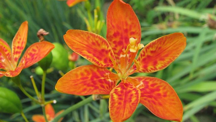 Belamcanda chinensis ist auch als Leopardenblume bekannt.