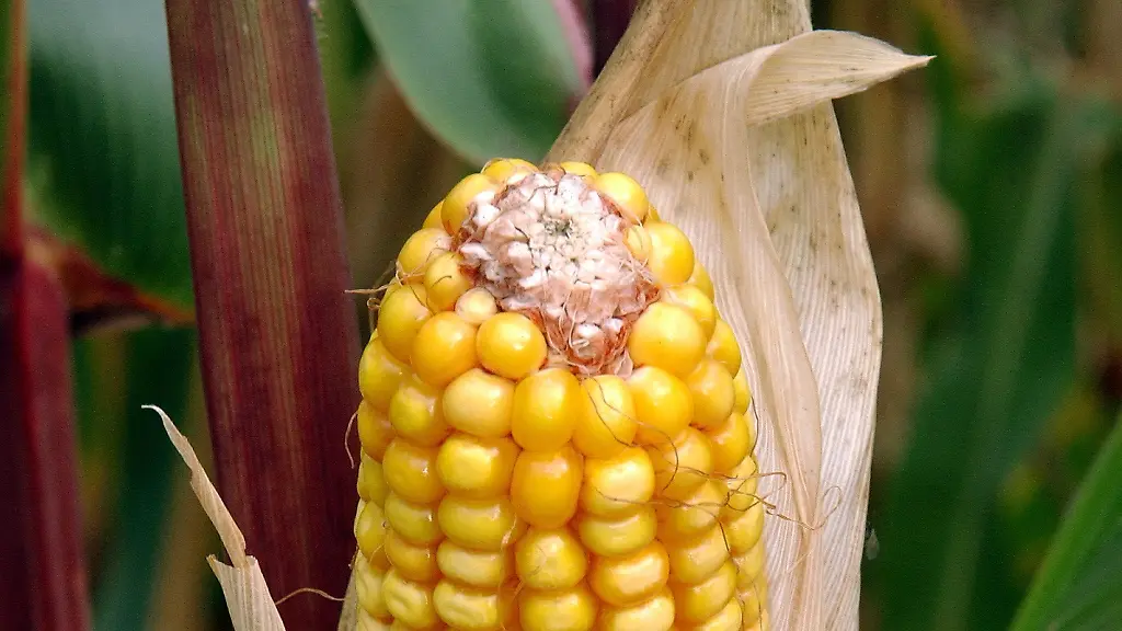 3gph0203-jpg2612829255938979650