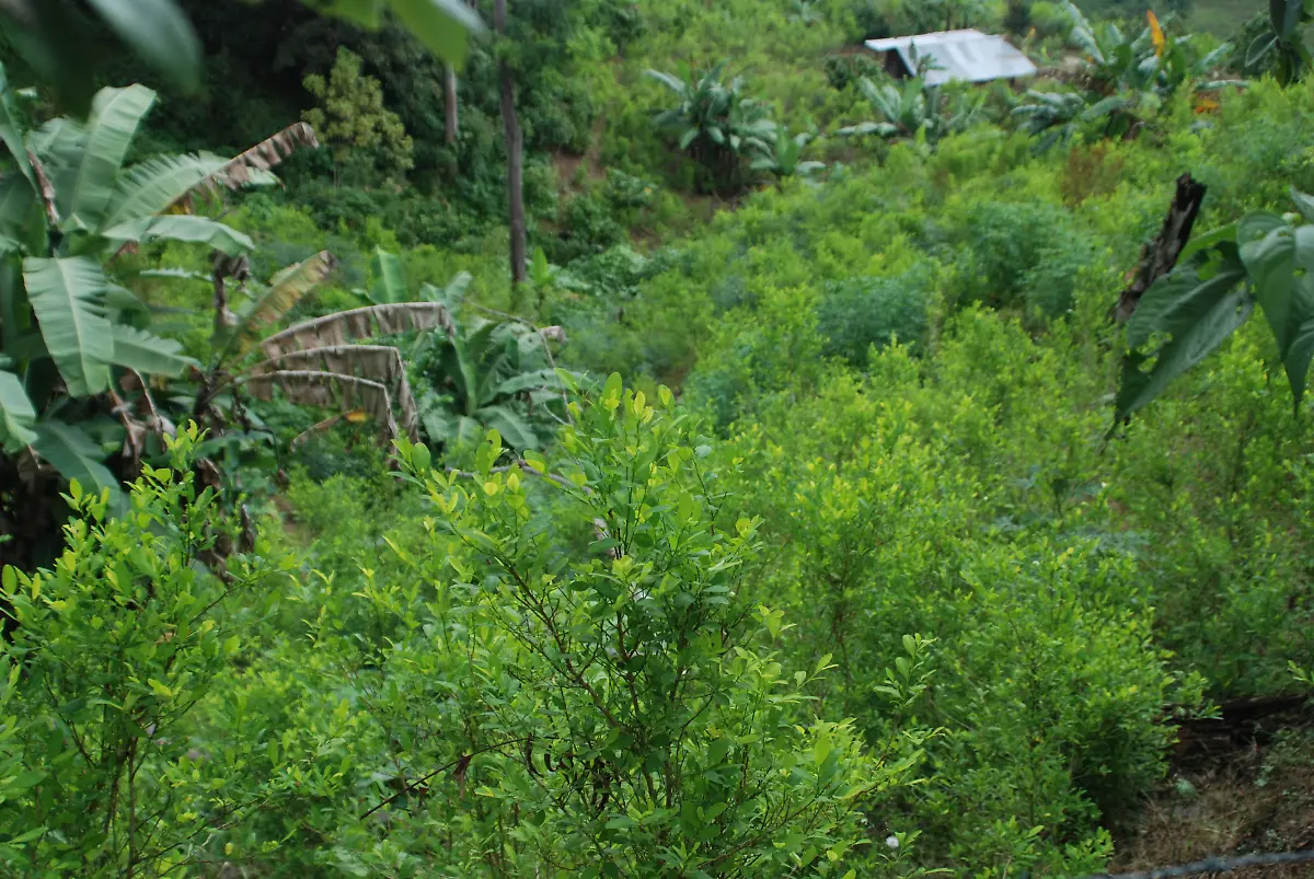 Koka-Kolumbien