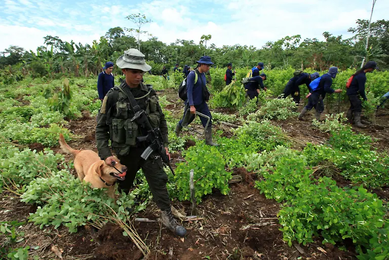 Koka-Kolumbien-Vernichtung-2
