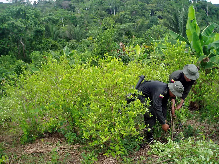 Koka-Kolumbien-Vernichtung