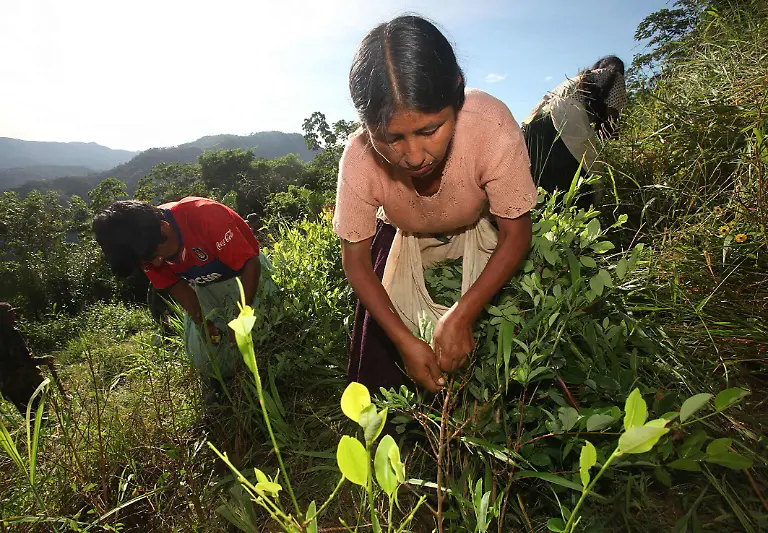 Koka-Bolivien-3